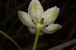 Carolina grass of Parnassus